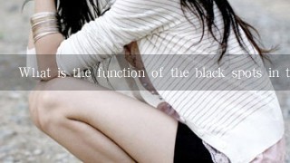 What is the function of the black spots in the human body?